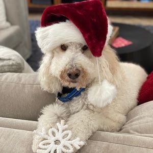 Meet your Posher, Carey